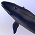 Whale: image 1 0f 8 thumb