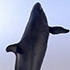 Whale: image 1 0f 8 thumb
